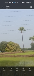आम 
