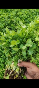 ಕೊತ್ತಂಬರಿ ಸೊಪ್ಪು
