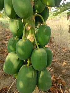 पपीता