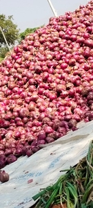 ఉల్లిపాయ