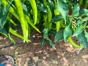 പച്ചമുളക്