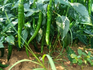 ഫോട്ടോ 2