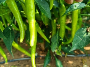 ഫോട്ടോ 3