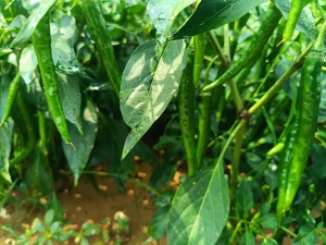 ഫോട്ടോ 4