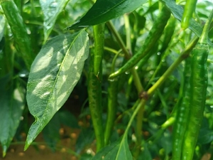 ഫോട്ടോ 5