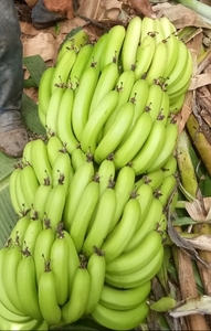 అరటి పొడి