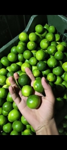 నిమ్మకాయ