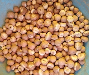 பாக்கு