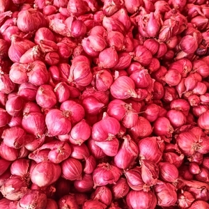 ഉള്ളി