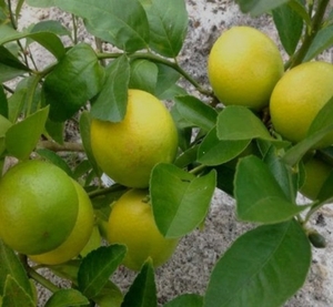 నిమ్మకాయ
