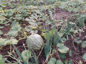 ಕುಂಬಳಕಾಯಿ