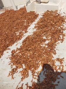 പുളി