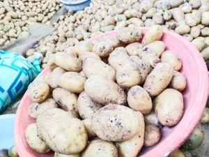 Potato 