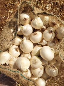 ಈರುಳ್ಳಿ