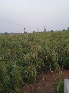 മില്ലറ്റുകൾ