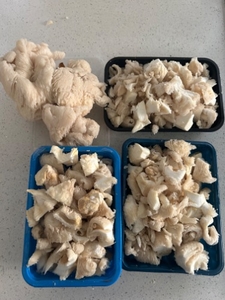 Mushrooms 