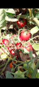 Tomato 