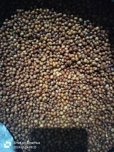 तूर