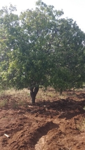 மாம்பழம்
