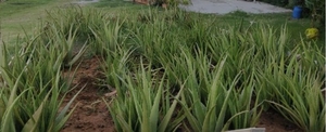 Aloe vera