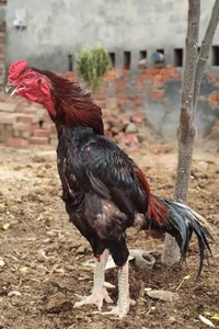 ಕೋಳಿ