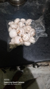 ബട്ടൺ മഷ്റൂം