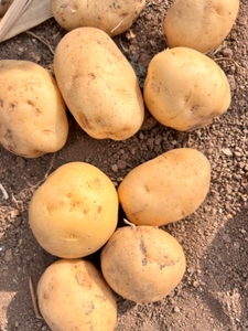 Potato 