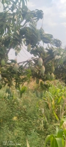 మామిడి పండ్లు
