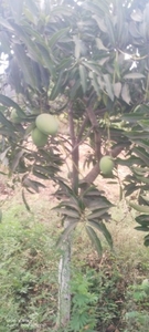 ఫోటో 4