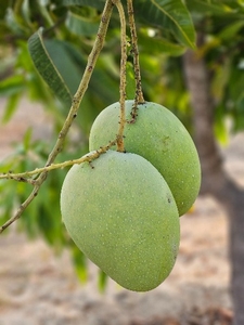 மாம்பழங்கள்