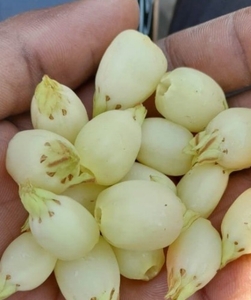 महुआ