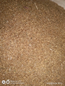 ഗോതമ്പ്