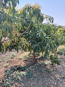 మామిడి