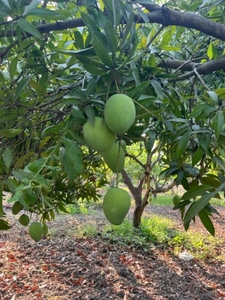 മാമ്പഴം