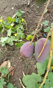 മിയാസാക്കി മാമ്പഴം