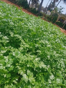മല്ലിയില