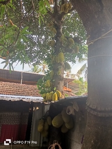 பலாப்பழம்