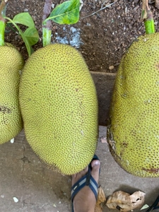 పనసపండు