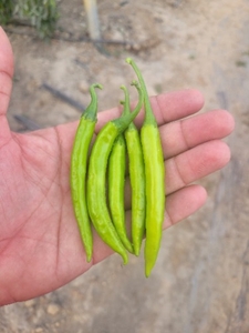 हरी मिर्च