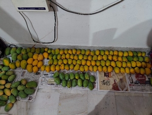మామిడి పండ్లు
