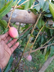 Miyazaki mango