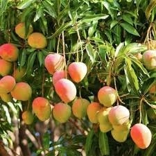 மாம்பழங்கள்