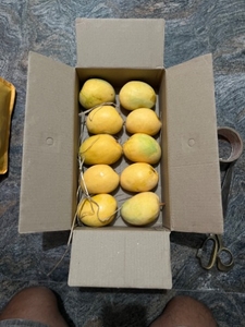 ಮಾವಿನಹಣ್ಣುಗಳು
