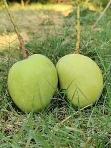 ഫോട്ടോ 4