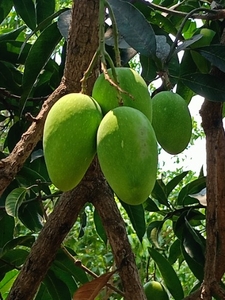 మామిడి