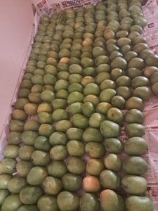 మామిడి పండ్లు