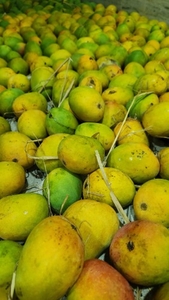 మామిడి పండ్లు