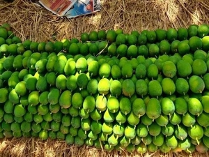 మామిడి