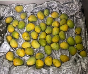 ಮಾವಿನಹಣ್ಣುಗಳು