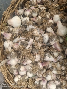 garlic 